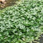ミナミヌマエビを飼育する際に準備する水草の種類